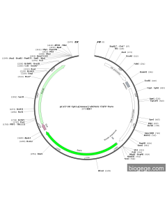 pLV2-U6-Cpt1a(mouse)-shRNA1-EGFP-Puro
