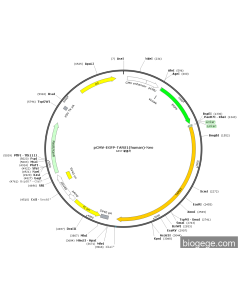 pCMV-EGFP-TARS1(human)-Neo