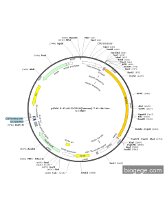 pCMV-3×FLAG-INTS10(human)-7-6×His-Neo