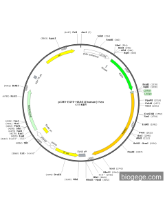 pCMV-EGFP-HARS1(human)-Neo