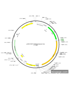 pCMV-EGFP-WARS1(human)-Neo