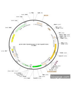 pLV3-CMV-Trp53(mouse)-3×HA-CopGFP-Puro