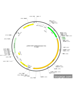 pCMV-EGFP-QARS1(human)-Neo