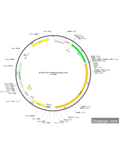 pCMV-EGFP-KARS1(human)-Neo