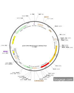 pLV3-CMV-Plin2(mouse)-mKeima-Puro