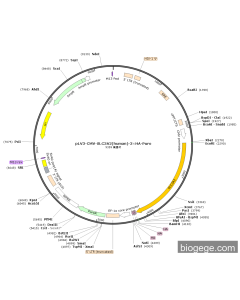 pLV3-CMV-SLC3A2(human)-3×HA-Puro