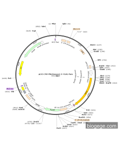 pLV3-CMV-Plin2(mouse)-3×FLAG-Puro