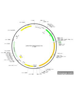 pCMV-EGFP-DARS1(human)-Neo