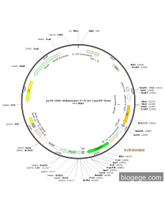 pLV3-CMV-Vhl(mouse)-3×FLAG-CopGFP-Puro