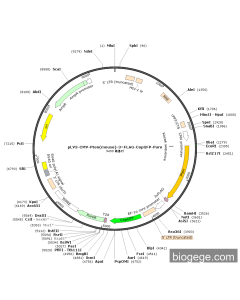 pLV3-CMV-Pten(mouse)-3×FLAG-CopGFP-Puro