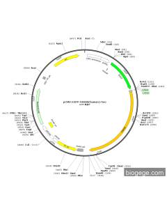 pCMV-EGFP-FARSB(human)-Neo