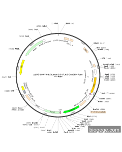 pLV3-CMV-VHL(human)-3×FLAG-CopGFP-Puro