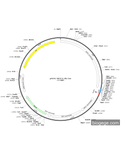 pAOX1-MCS-6×His-Zeo