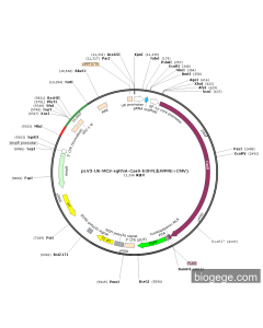 pLV3-U6-MCS-sgRNA-Cas9-EGFP(去WPRE+CMV)