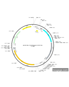 pSV40-Rluc-ITGA5(human)-3UTR-Fluc