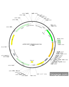 pCMV-EGFP-Cebpb(mouse)-Neo