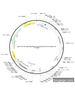 pAAV-ITR-U6-sgRNA(backbone)-DIO2(human)-Cre-hGHpA-ITR