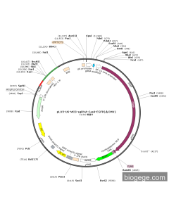 pLV3-U6-MCS-sgRNA-Cas9-EGFP(去CMV)