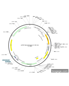 pCMV-Rap1a(mouse)-6×His-Neo