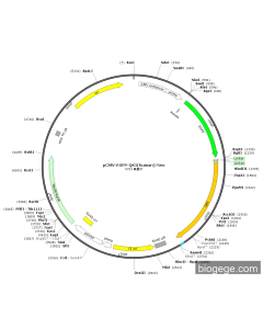 pCMV-EGFP-QKI(human)-Neo
