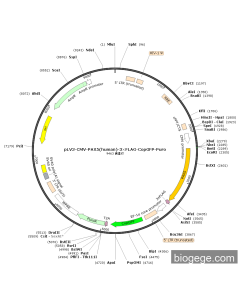 pLV3-CMV-PAX5(human)-3×FLAG-CopGFP-Puro