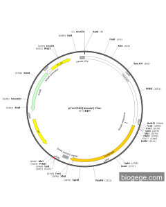 pTsc22d3(mouse)-Fluc