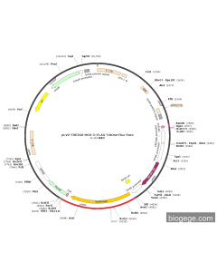pLV2-TRE3GS-MCS-3×FLAG-TetOne-Fluc-Puro