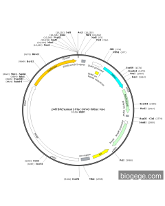 pMTBP(human)-Fluc-SV40-hRluc-Neo
