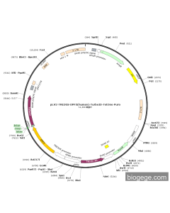 pLV2-TRE3GS-DPF3(human)-TurboID-TetOne-Puro