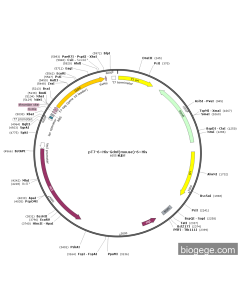 pT7-6×His-Gdnf(mouse)-6×His