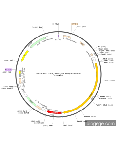pLV3-CMV-ITGA5(human)-mCherry-EF1a-Puro