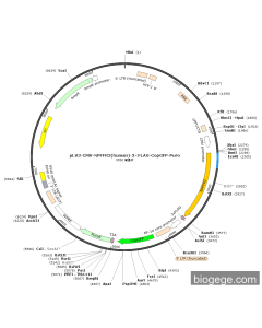 pLV3-CMV-NPFFR2(human)-3×FLAG-CopGFP-Puro