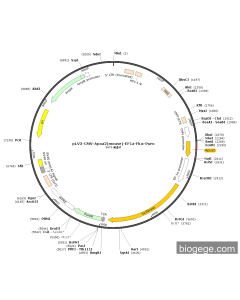 pLV3-CMV-Apoa2(mouse)-EF1a-Fluc-Puro