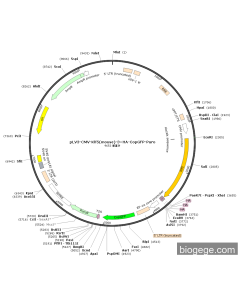 pLV3-CMV-Klf5(mouse)-3×HA-CopGFP-Puro