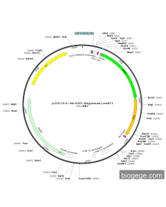 pJ23119-6×His-EGFP-Ifng(mouse)-rrnBT1