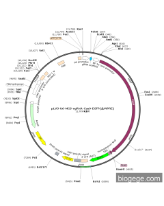 pLV3-U6-MCS-sgRNA-Cas9-EGFP(去WPRE)