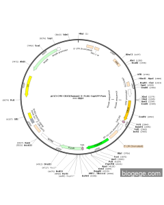 pLV3-CMV-CBX5(human)-3×FLAG-CopGFP-Puro