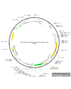 pLV3-CMV-Cxcr2(mouse)-3×FLAG-CopGFP-Puro