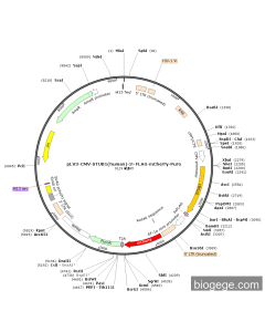 pLV3-CMV-STUB1(human)-3×FLAG-mCherry-Puro