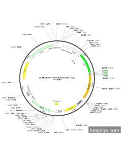 pCMV-EGFP-TNFAIP6(human)-Neo