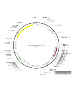 pAOX1-αfactor-MCS-6×His-Zeo