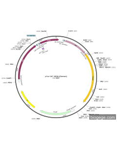 pTac-GST-SPHK1(human)