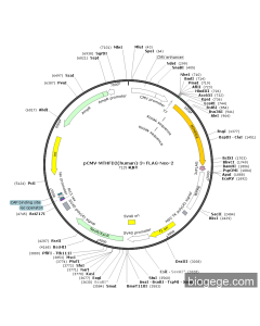 pCMV-MTHFD2(human)-3×FLAG-Neo-2