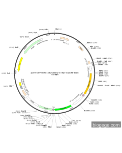 pLV3-CMV-RNF144B(human)-3×Myc-CopGFP-Puro
