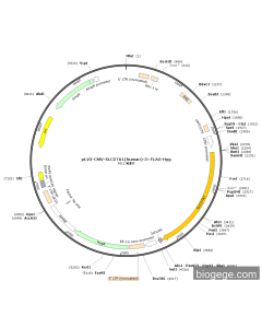 pLV3-CMV-SLC27A1(human)-3×FLAG-Hyg