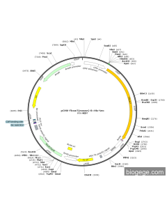 pCMV-Fbxw7(mouse)-8×His-Neo