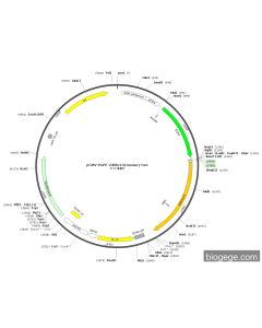 pCMV-EGFP-Zdhhc15(mouse)-Neo