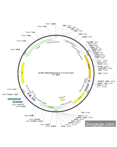 pCMV-RAB20(human)-3×FLAG-Puro