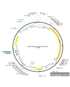 pCMV-FBXW7(human)-8×His-Neo