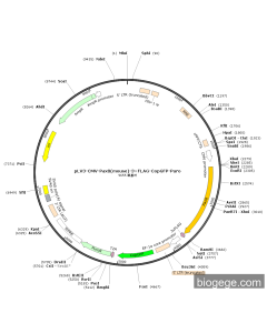 pLV3-CMV-Pax8(mouse)-3×FLAG-CopGFP-Puro